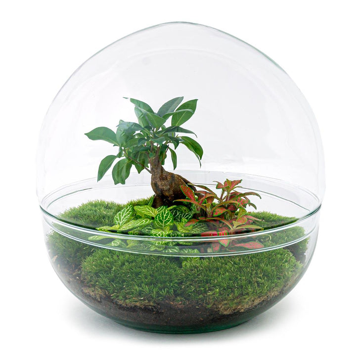 DIY terrarium kit with Ficus Ginseng Bonsai, tools including rake, shovel, tweezer, and scissors, by Everspring