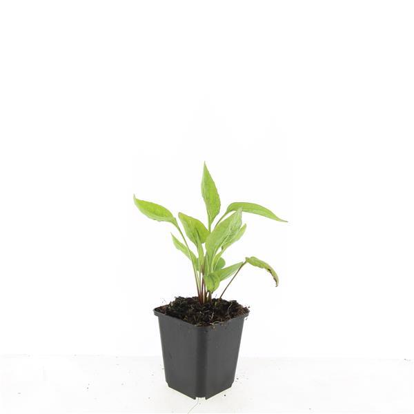 48x White Swan Echinacea Coneflower Plants - 10-25cm - Ø9cm