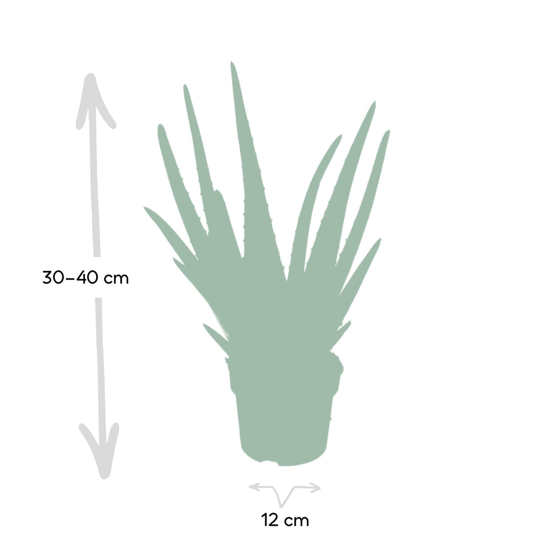 Aloe Vera Plant 12cm - Easy Care Indoor Succulent for Home