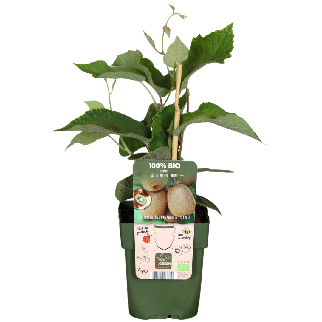 Organic Fruit Plant Trio - Fig, Kiwi & Blackberry Set