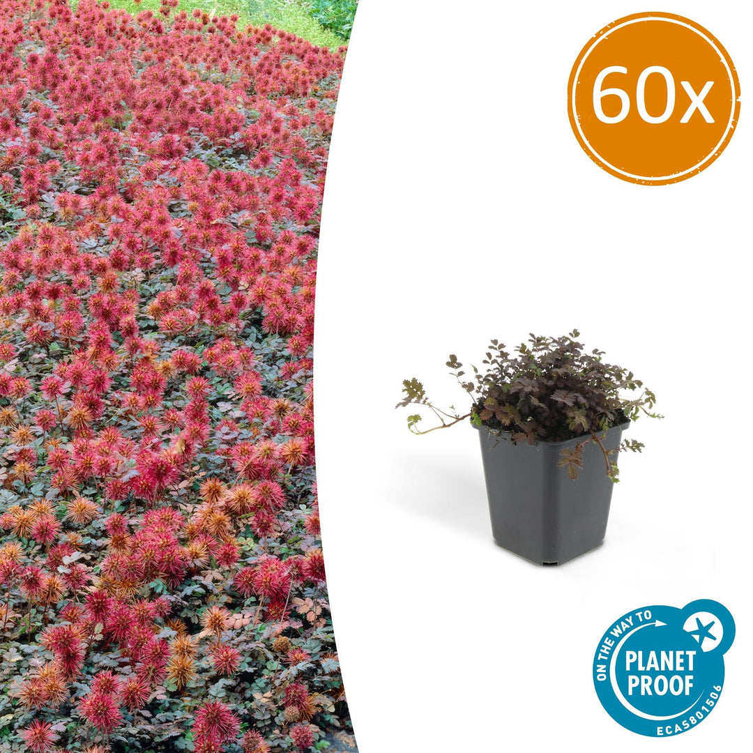 Compact Acaena Microphylla Kupferteppich bronze groundcover plant in 9cm pot by Everspring