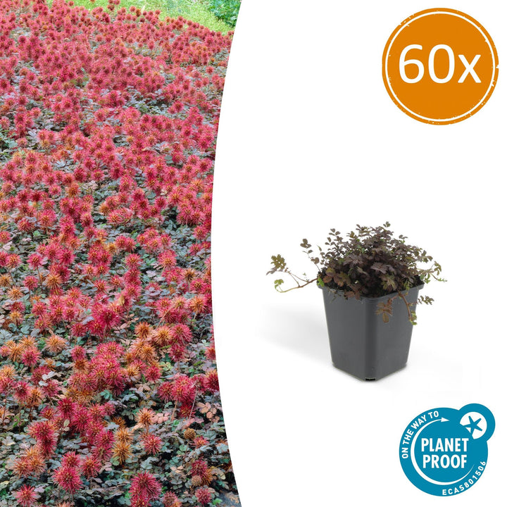 Compact Acaena Microphylla Kupferteppich bronze groundcover plant in 9cm pot by Everspring