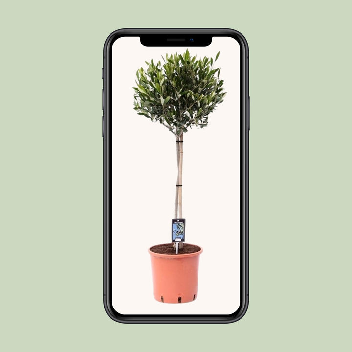 Olive Tree Olea Europaea 100cm - Mediterranean Garden Plant