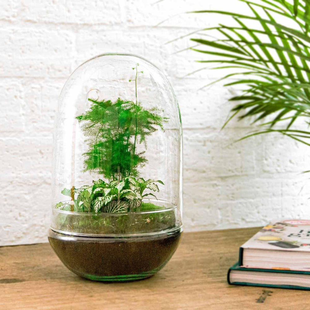 Large egg-shaped glass terrarium from Everspring, designed for DIY planting, 30 cm tall, ideal for houseplants.