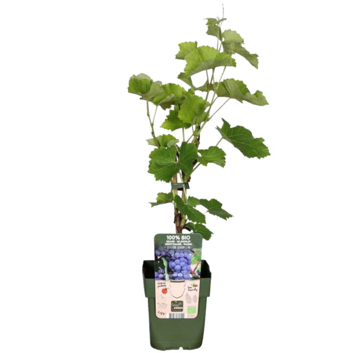 Organic Fruit Plant Set - 5 Berry & Grape Varieties Bio Mix