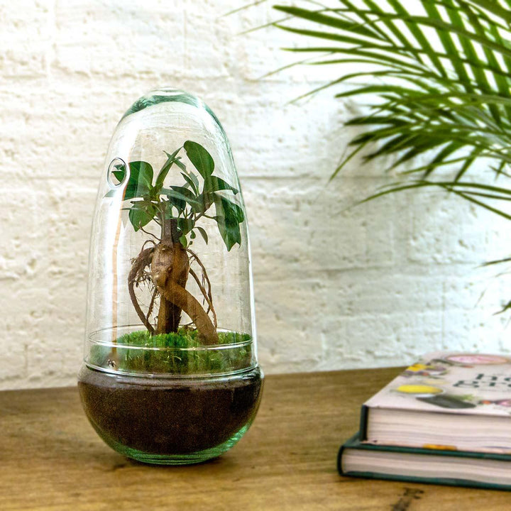 DIY Everspring terrarium kit featuring an egg-shaped glass container with small bonsai plant, 25 cm tall.