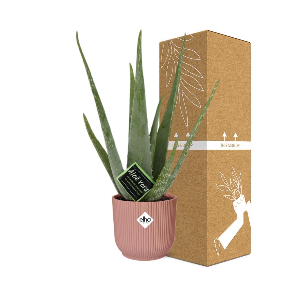 Aloe Vera Plant 12cm - Air Purifying Succulent Houseplant