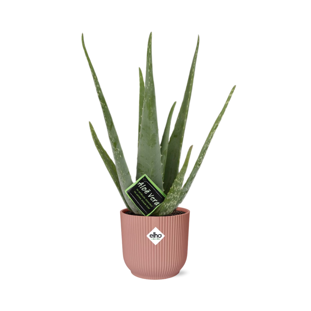Aloe Vera Plant 12cm - Air Purifying Succulent Houseplant