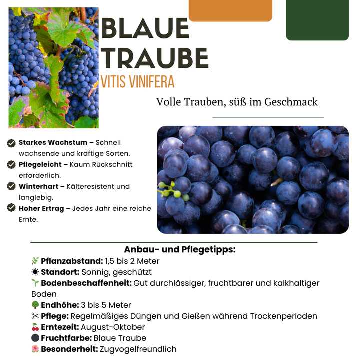 Organic Fruit Plant Set - 5 Berry & Grape Varieties Bio Mix