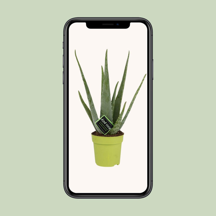Aloe Vera Plant 45cm - Live Succulent in 12cm Pot - Indoor Plant