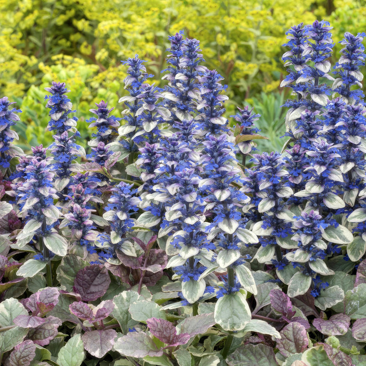 24x Ajuga reptans 'Burgundy Glow' Bodembedekkers - 10-25cm - Ø9cm