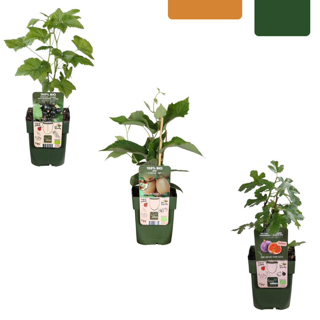Organic Fruit Plant Trio - Fig, Kiwi & Blackberry Set