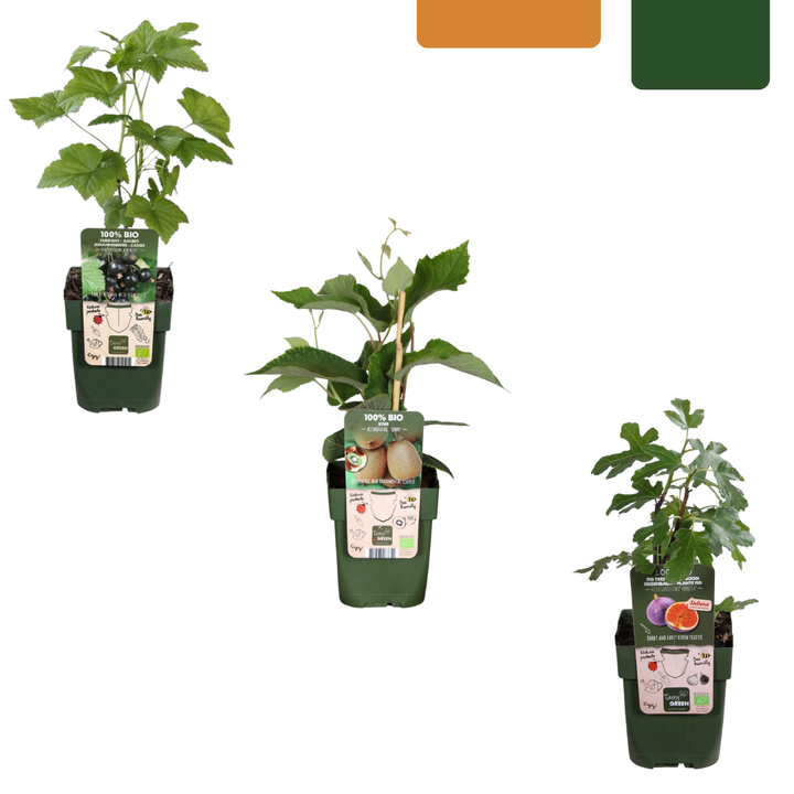 Organic Fruit Plant Trio - Fig, Kiwi & Blackberry Set
