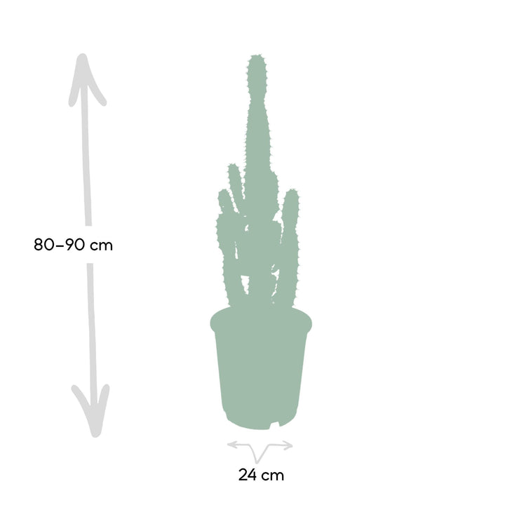 Euphorbia Acrurensis Cactus Plant - 24cm Pot - 60cm Height