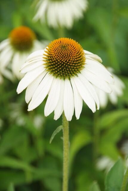 48x White Swan Echinacea Coneflower Plants - 10-25cm - Ø9cm