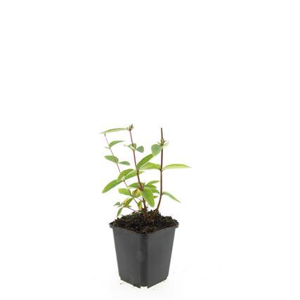 24x Hypericum Annebel Yellow Flowering Shrub - 10-25cm - Ø9cm Pots