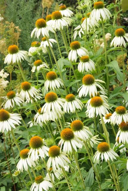 48x White Swan Echinacea Coneflower Plants - 10-25cm - Ø9cm