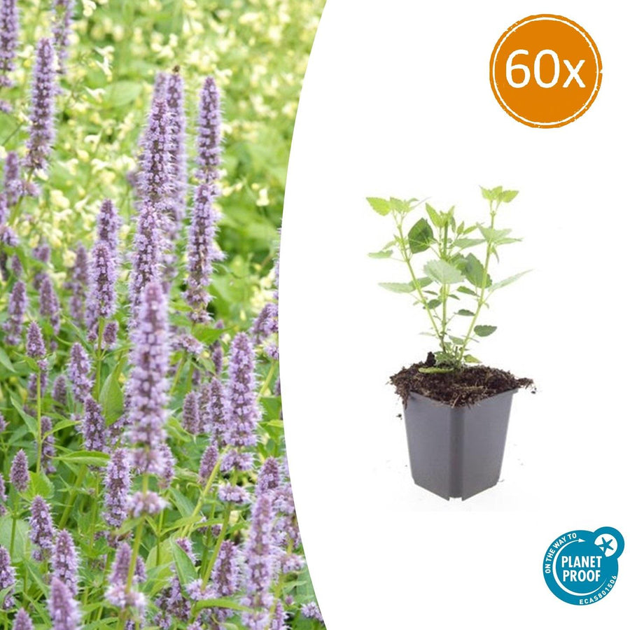 Agastache Blue Fortune perennial plants with lavender blue flowers, bee-friendly, by Everspring