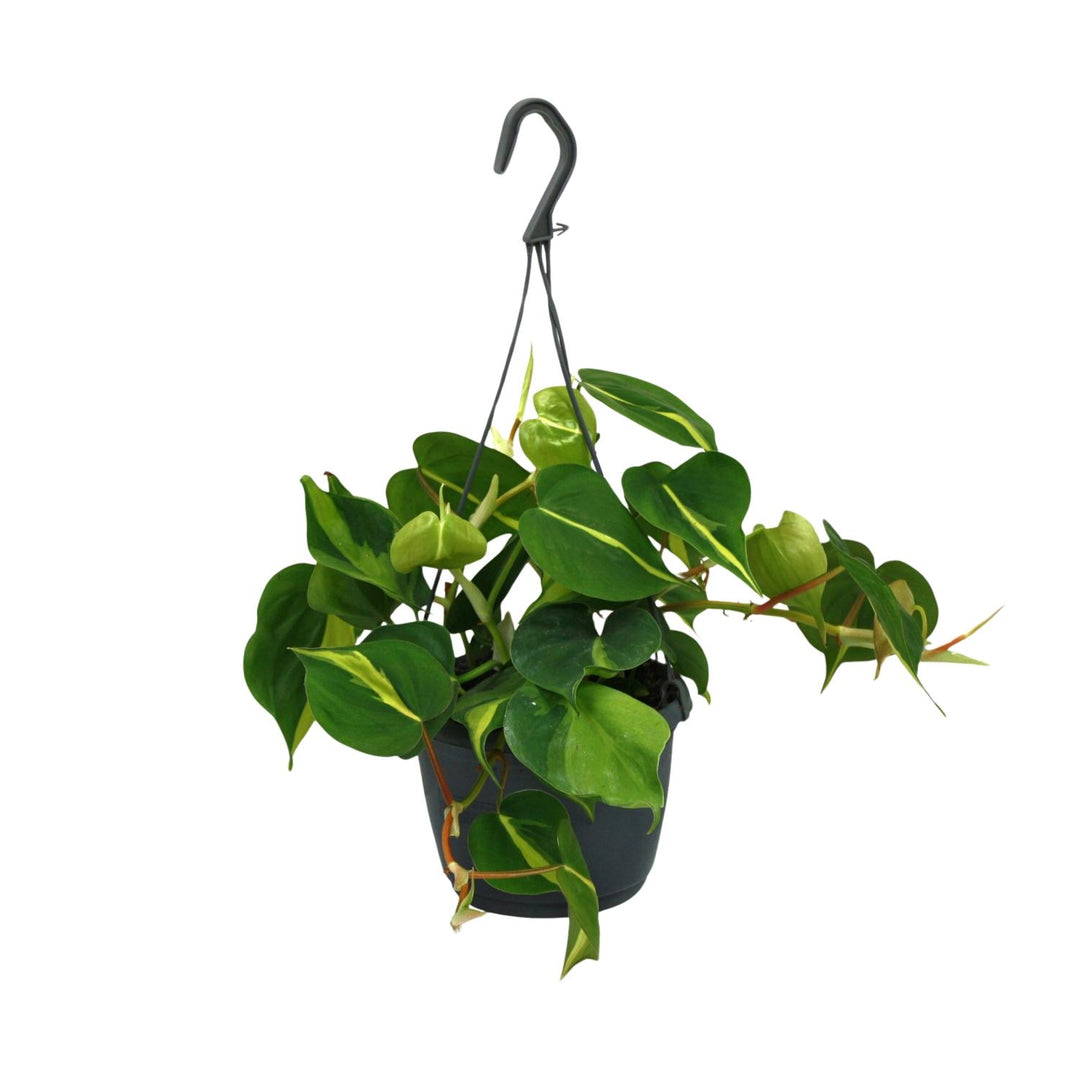 Philodendron Scandens Brasil - 15cm Pot Indoor Houseplant 35cm
