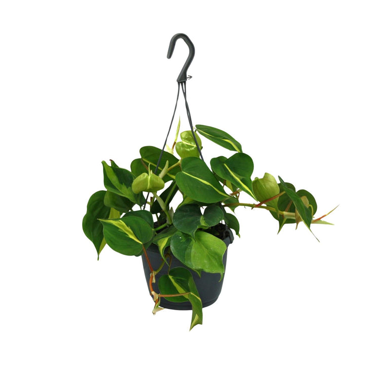 Philodendron Scandens Brasil - 15cm Pot Indoor Houseplant 35cm
