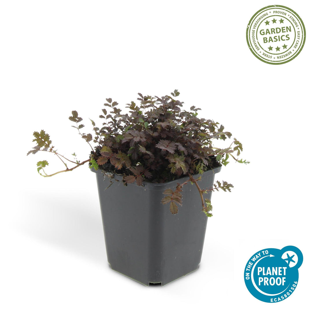 Acaena Microphylla Kupferteppich bronze groundcover plant in 9cm pot with compact foliage from Everspring
