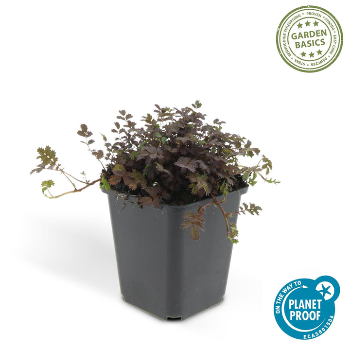 Acaena Microphylla Kupferteppich bronze groundcover plant in 9cm pot with compact foliage from Everspring