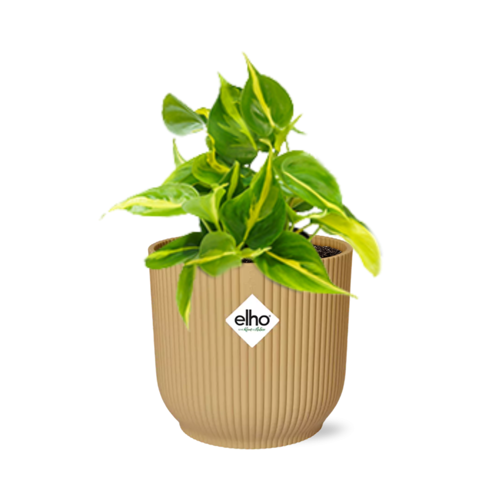 Philodendron Brasil indoor plant with vibrant green and yellow leaves in a decorative pot by Everspring
