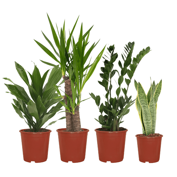 Set of 4 easy-care indoor plants including Dracaena, perfect for beginners, by Everspring.