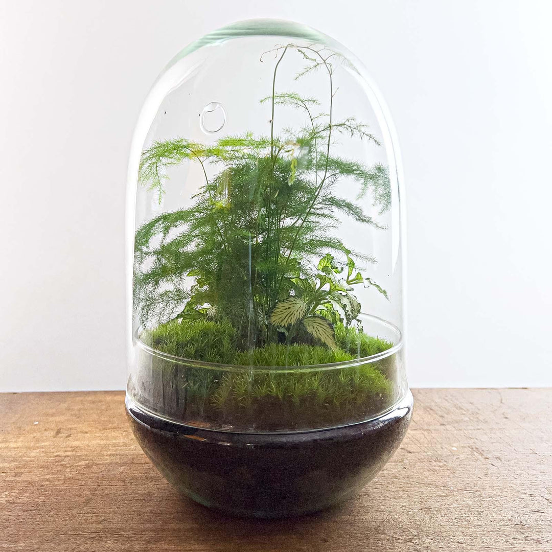 XL glass egg terrarium with assorted green houseplants by Everspring, 30 cm tall, ideal for home or office decor.