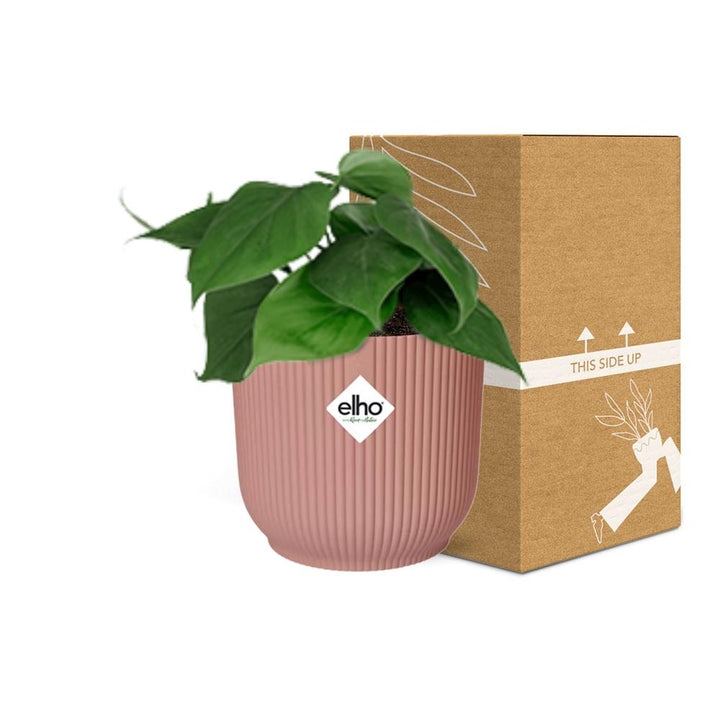 Philodendron Scandens Plant - Heart-Shaped Leaves Air Purifier