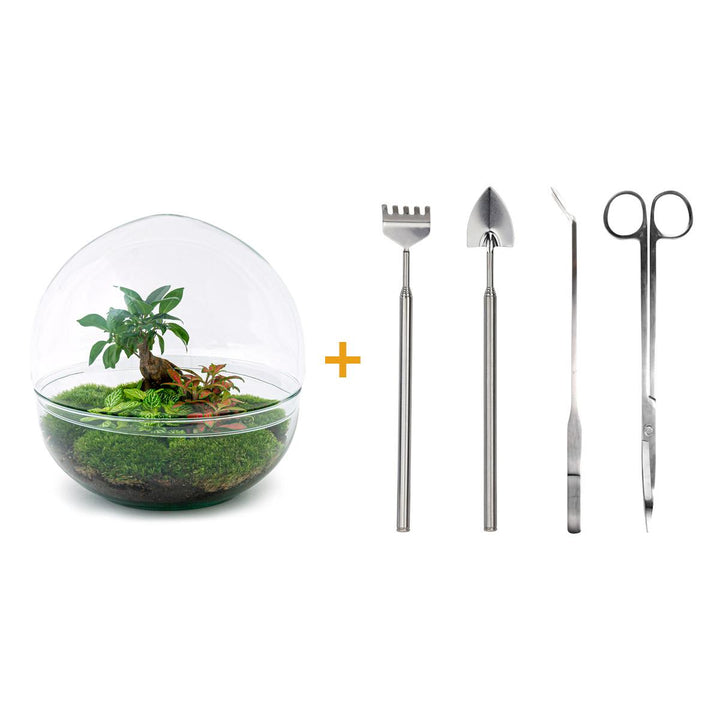 DIY terrarium kit with Ficus Ginseng bonsai plant, tools including rake, shovel, tweezer, and scissors, by Everspring.