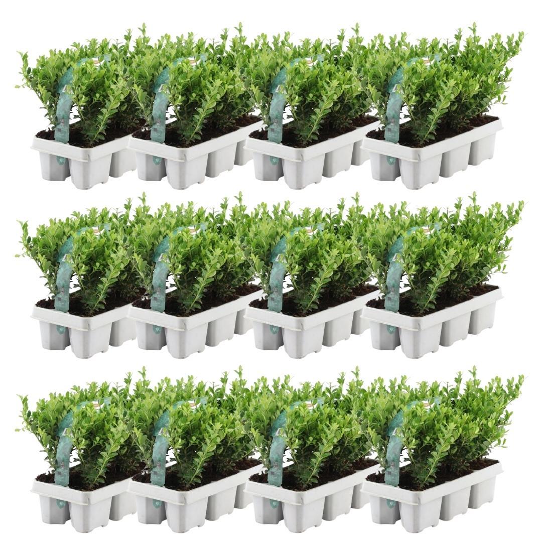 Ilex Crenata Jenny 72 Plants - Japanese Holly Hedge 7cm Pot 15cm