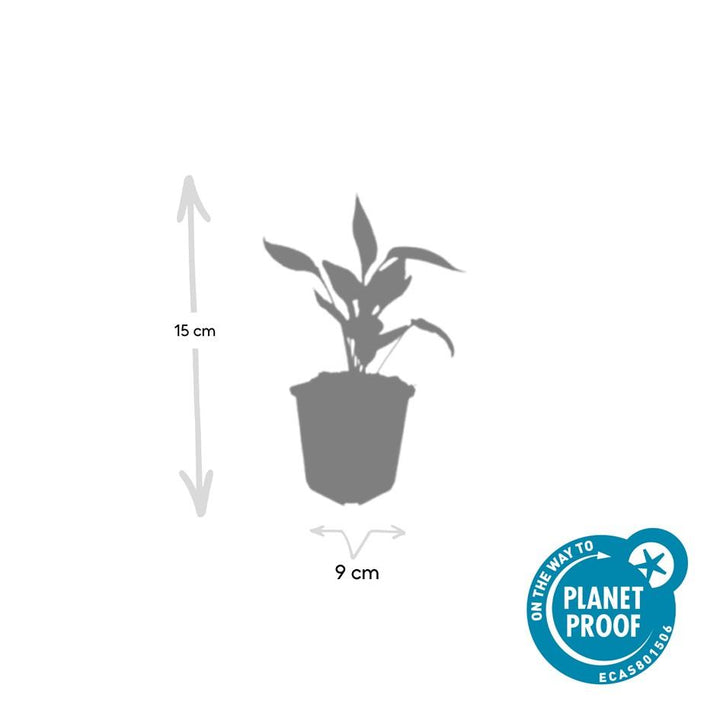 48x White Swan Echinacea Coneflower Plants - 10-25cm - Ø9cm