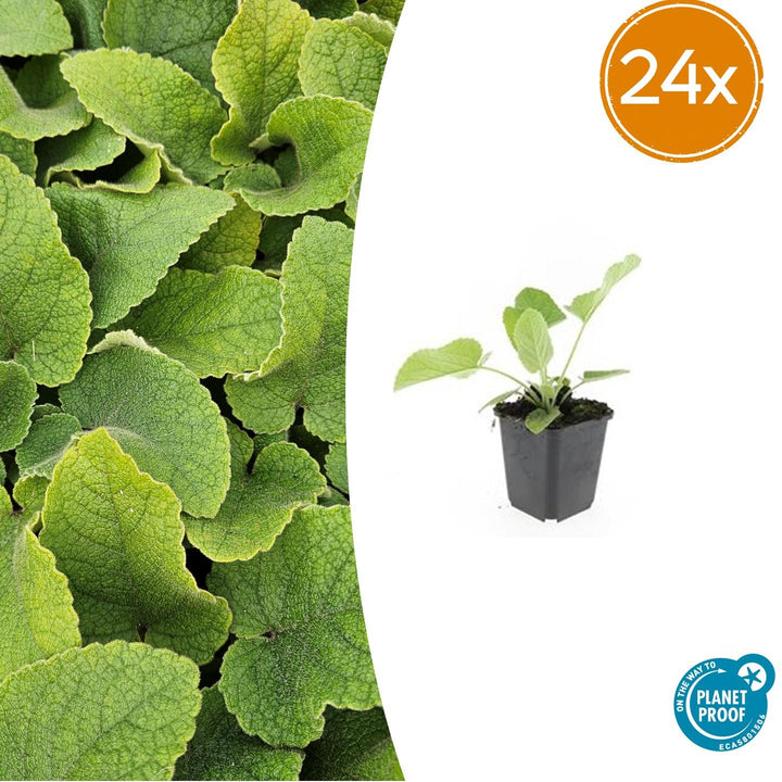 24x Phlomis Russeliana Hardy Perennial - Yellow Flowering - 10-25cm