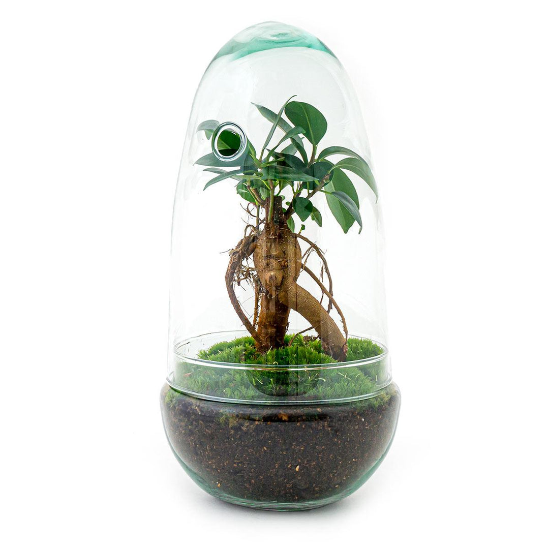 DIY terrarium kit featuring an egg-shaped glass container and bonsai plant, 25 cm tall, by Everspring.