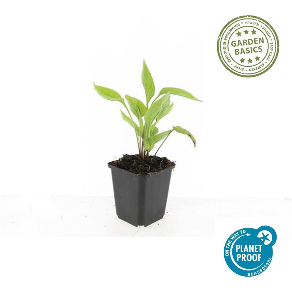 48x White Swan Echinacea Coneflower Plants - 10-25cm - Ø9cm