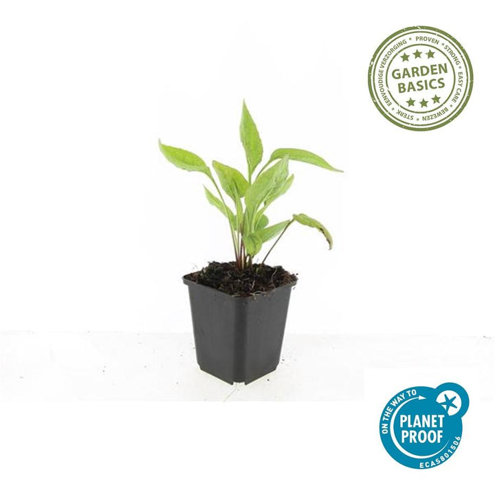 48x White Swan Echinacea Coneflower Plants - 10-25cm - Ø9cm