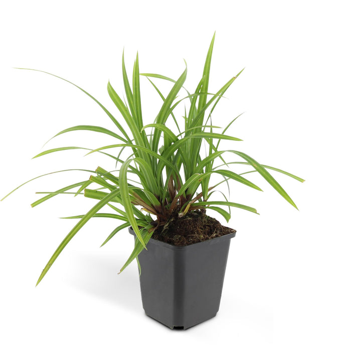 Carex Morrowi Irish Green evergreen groundcover plants in a 60-pack by Everspring.