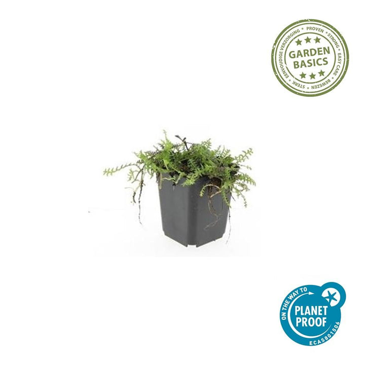 Leptinella Squalida Brass Buttons - Shade Groundcover Plants