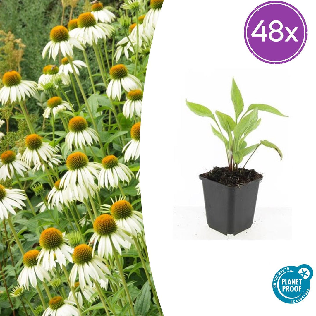 48x White Swan Echinacea Coneflower Plants - 10-25cm - Ø9cm