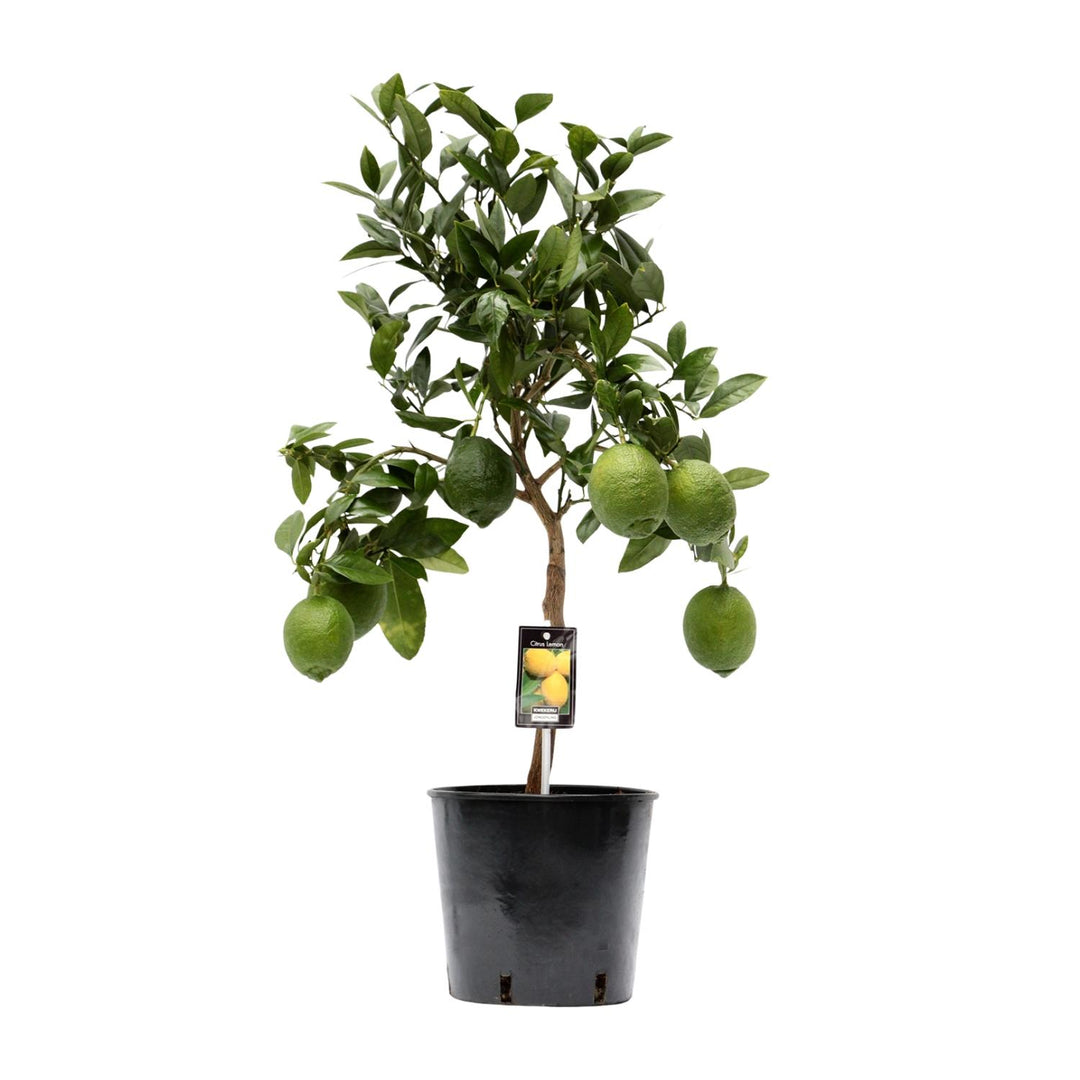 Citrus Lemon Tree 80cm - Indoor Plant Ø22cm Pot - Easy Care