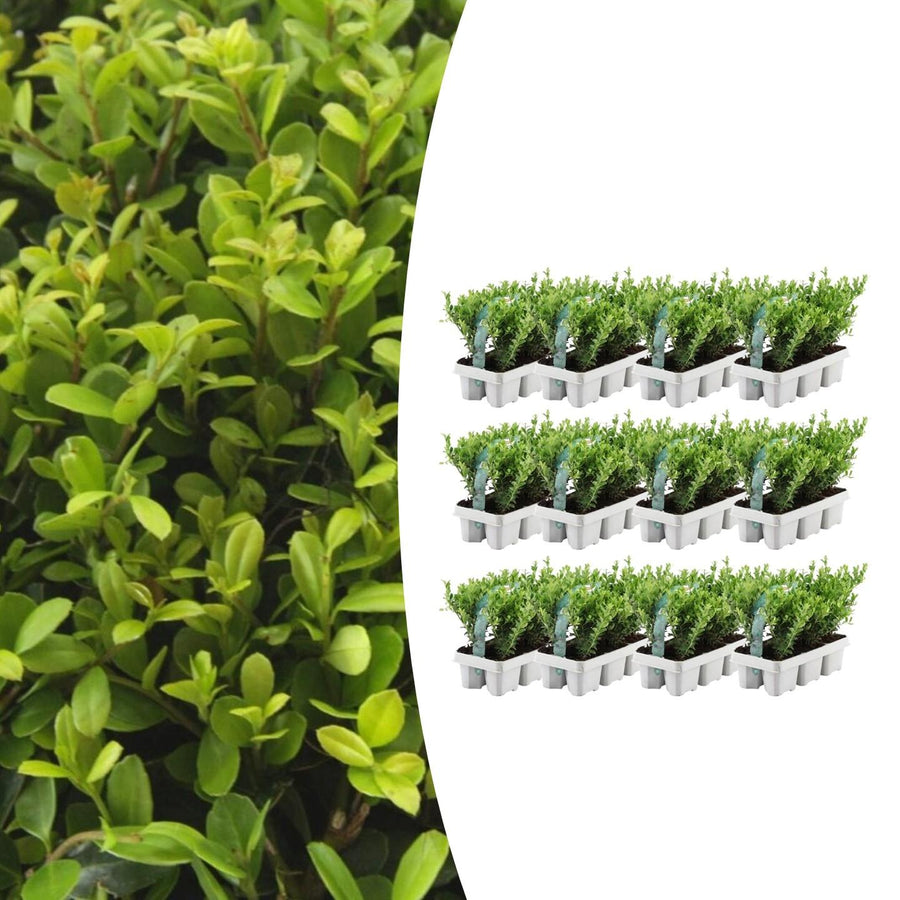 Ilex Crenata Jenny Japanese Holly hedge plants in 7cm pots, compact evergreen shrubs suitable for landscaping, Everspring br