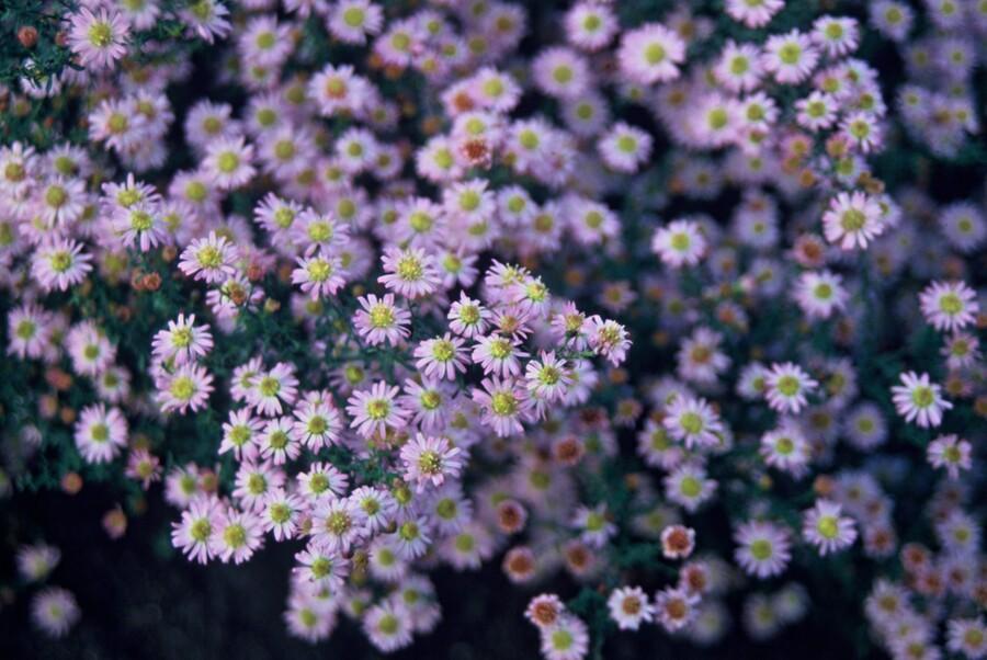 48x Aster Ageratoides 'Stardust' White Autumn Perennial Plants