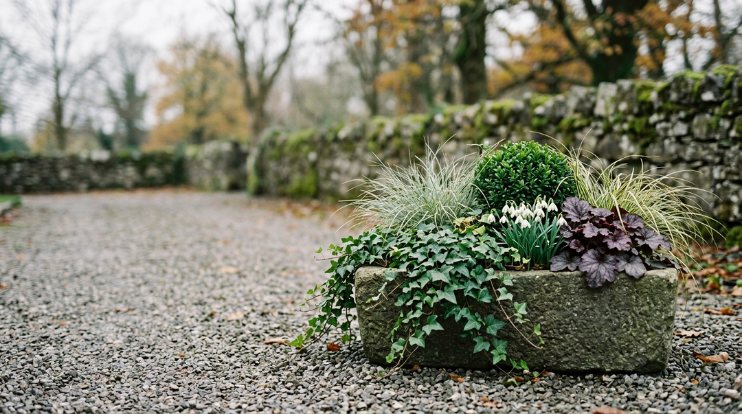 Stone trough planter of ivy, silver sedge, a clipped evergreen ball, snowdrops and purple heuchera beside a mossy Irish stone wall
