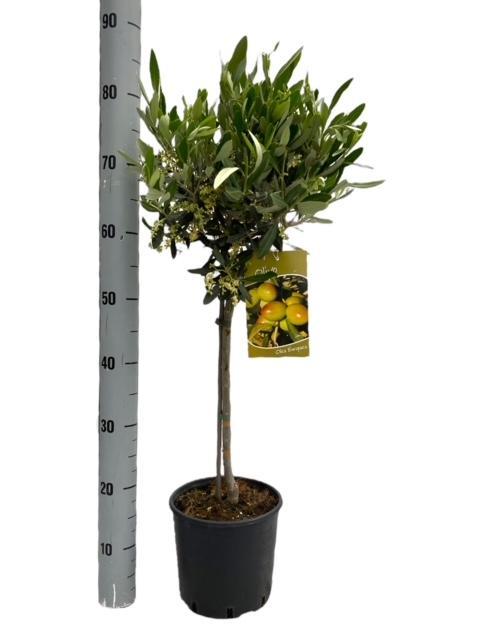 Olive tree on stem with narrow green leaves and yellow fruits in black pot, measured against scale reaching 90cm
