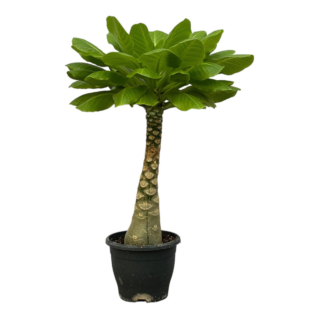 Hawaiian palm Brighamia insignis with bright green oblong leaves in black plastic pot against white background