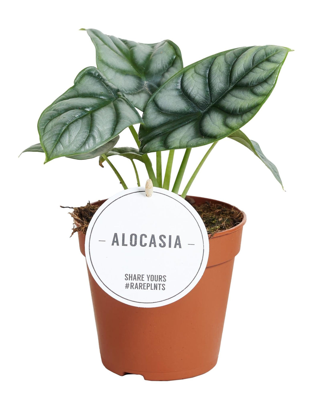 Alocasia Silver Dragon with deep green veined leaves in terracotta pot, white label visible against white background