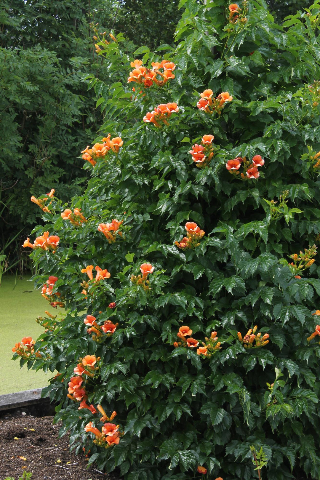 Campsis 'Indian Summer' climbing plant with orange-red trumpet flowers and deeply divided green foliage, grown in garden…
