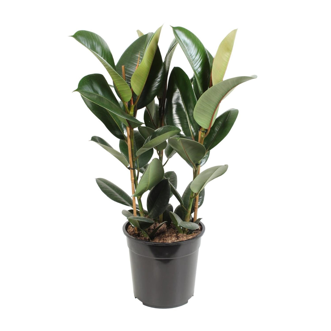 Rubber plant with dark green, elongated glossy leaves and reddish stems in black plastic pot, approximately 85cm tall