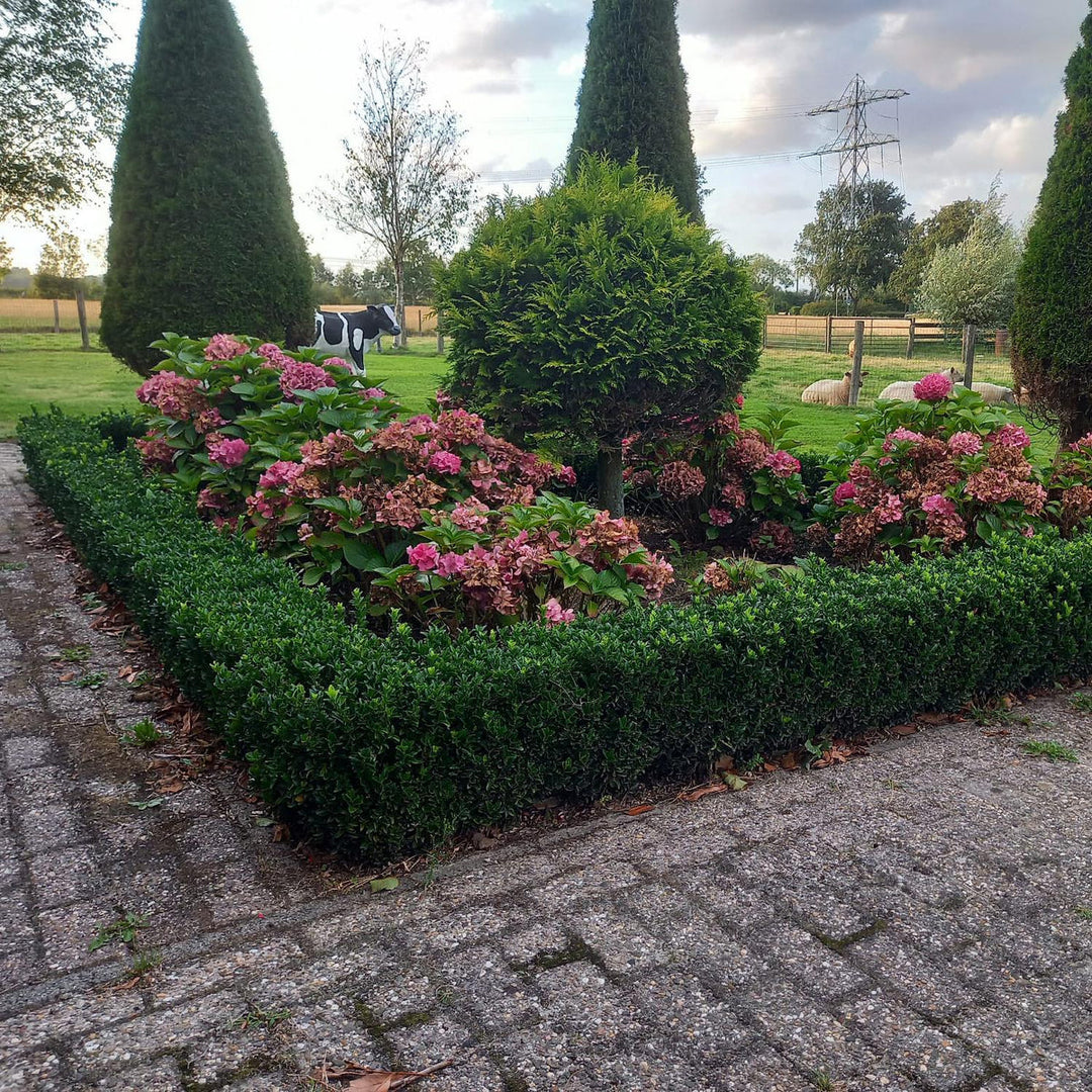 Autumn planting in an Irish garden — hedging, ground cover and ornamental grasses